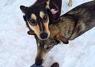 Alaska dog team on dogsledding tour.